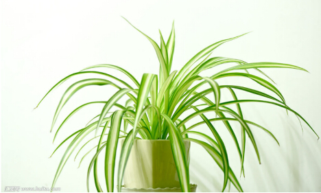 绿植除甲醛.jpg
