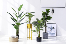 常见的除甲醛植物以及为什么绿植吸甲醛效果有限