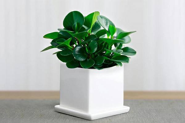 植物净化分解　.jpg