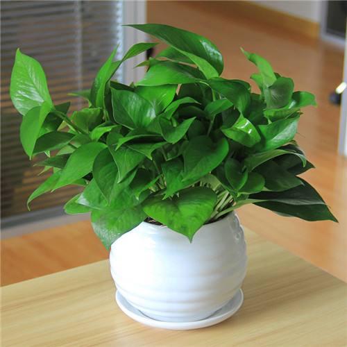 绿色植物.jpg